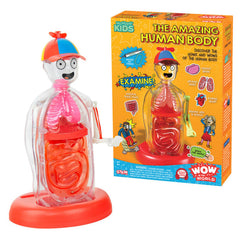 Thames And Kosmos Wondery Kids The Amazing Human Body Anatomical Model - Radar Toys