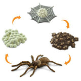 Safari Ltd Safariology Life Cycle Of A Spider Figures 100406 - Radar Toys