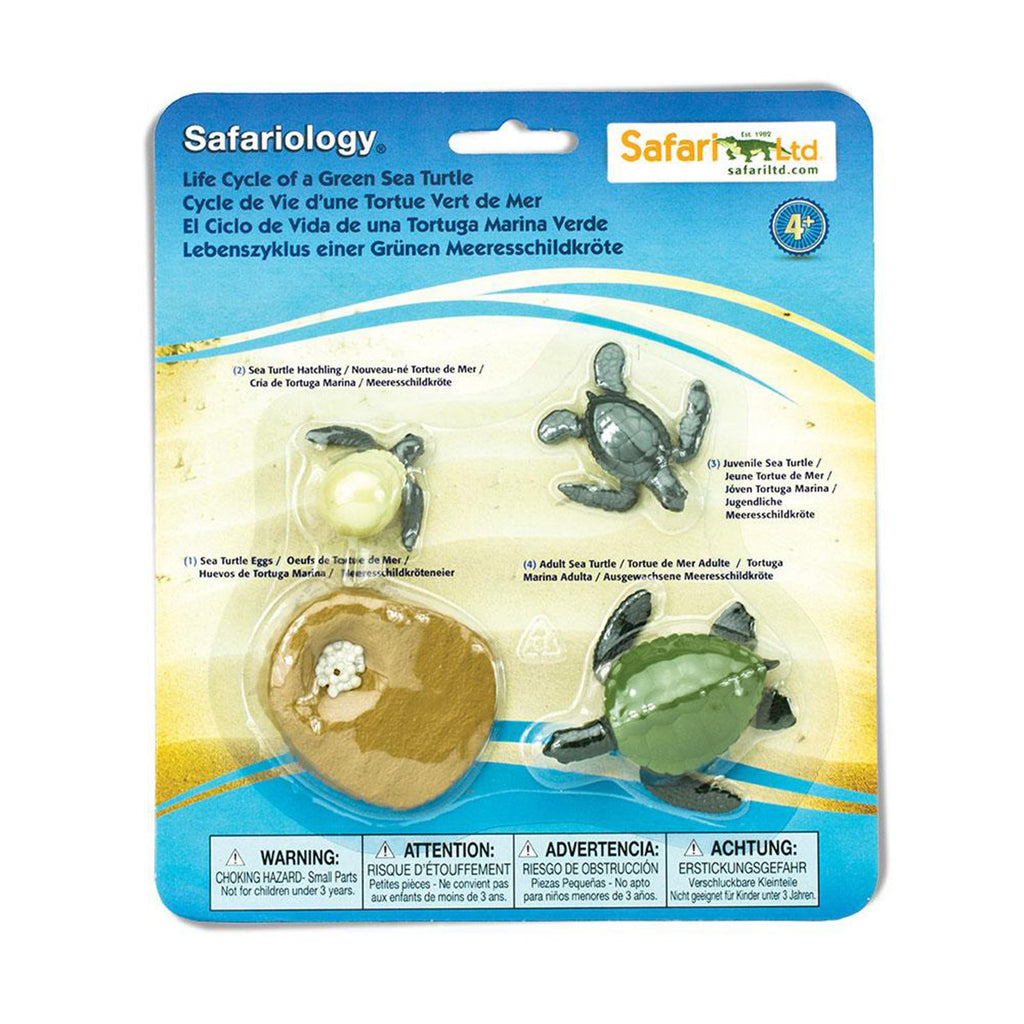 Life Cycle Of A Green Sea Turtle Safari Ltd