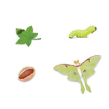 Safari Ltd Safariology Life Cycle Of A Luna Moth Figures 663516 - Radar Toys