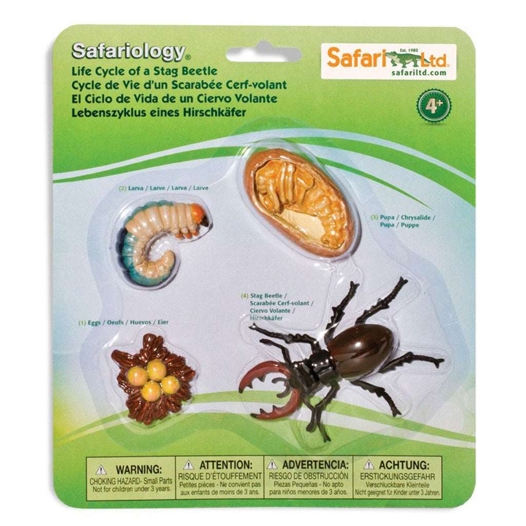 Life Cycle Of A Stag Beetle Figures Safari Ltd - Radar Toys