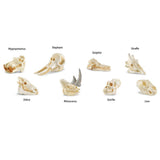 Mammal Skulls Toob Mini Figures Safari Ltd - Radar Toys