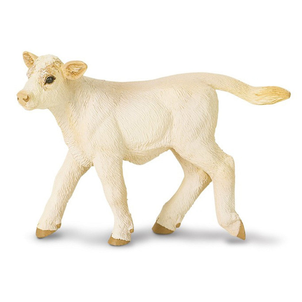 Charolais Calf Safari Farm Safari Ltd