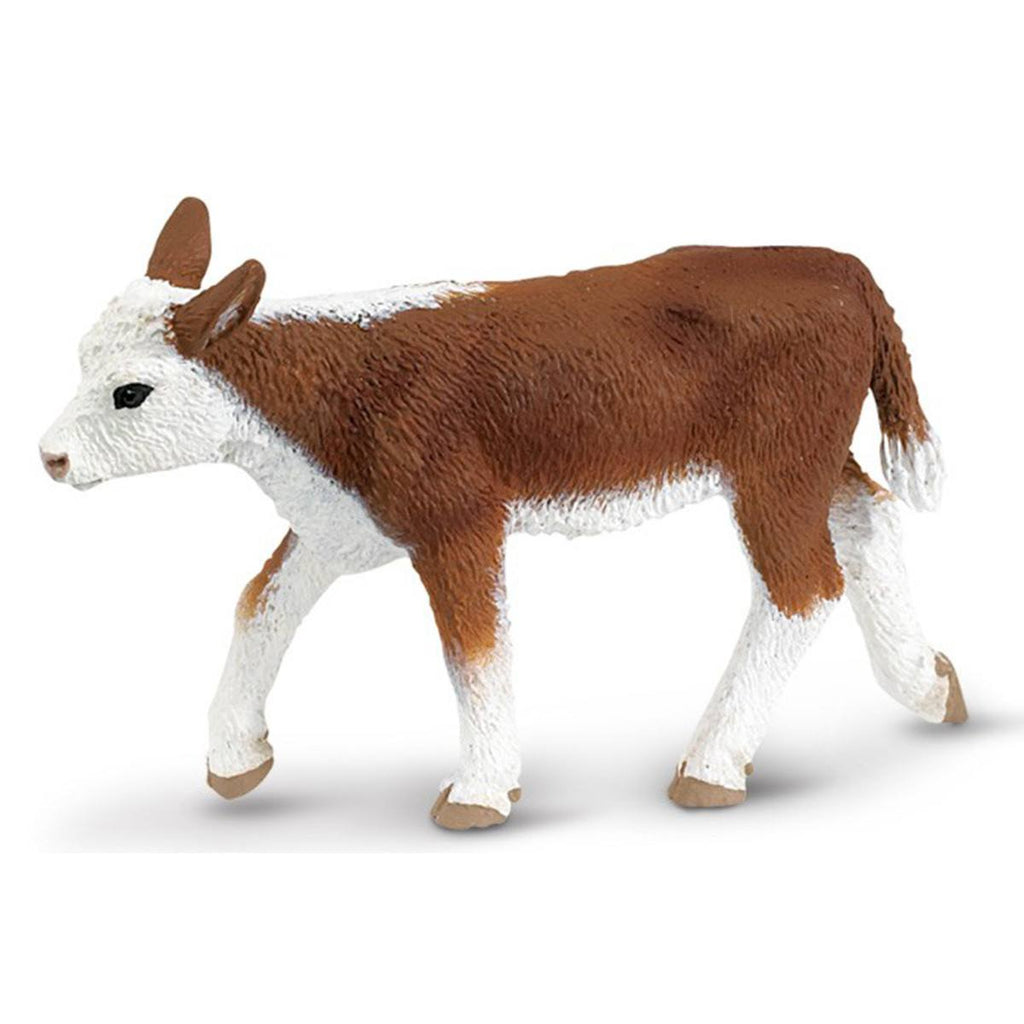Hereford Calf Safari Farm Safari Ltd