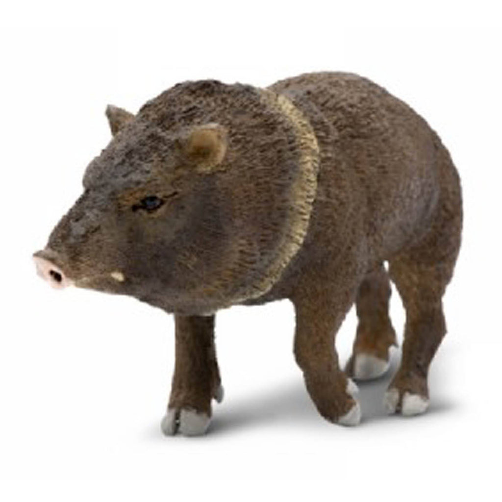 Peccary North American Wildlife Safari Ltd